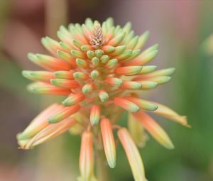 Close-up of flowering plant