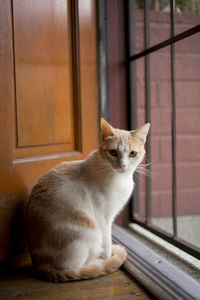Cat sitting on floor