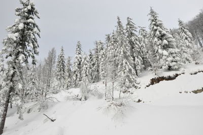 Snow covered field by trees against sky