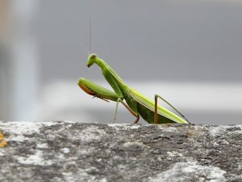 Close-up of grasshopper on leaf