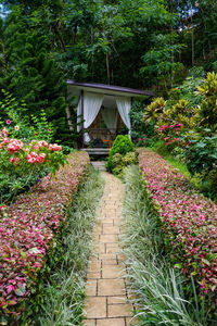 View of flowering plants in garden