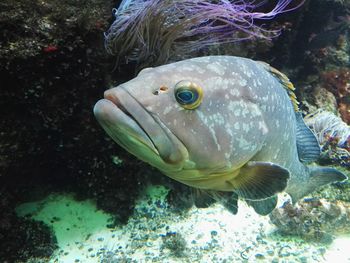 Close-up of fish swimming in water