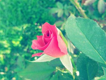 Close-up of wet pink flower blooming outdoors