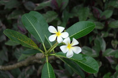 Close-up of white flowering plant