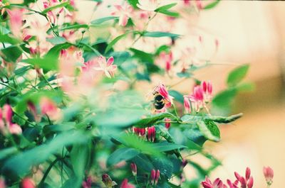 Close-up of bee on flower