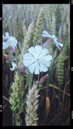 Close-up of white flowers blooming outdoors