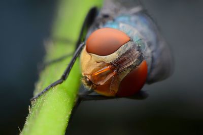 Close-up of insect