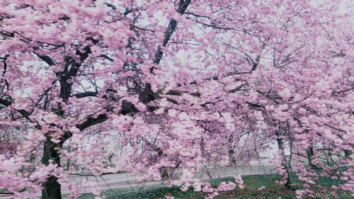 Pink cherry blossom tree in park