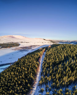 Scottish pine forest