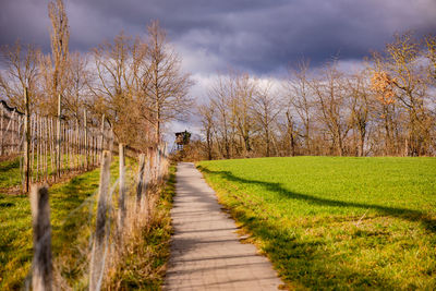 A lonely path by a field with meadow and trees with dramatic colors