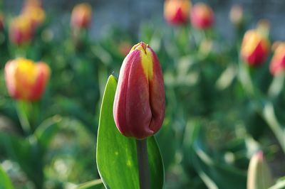 Close-up of red tulip