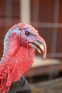 Close-up of a parrot