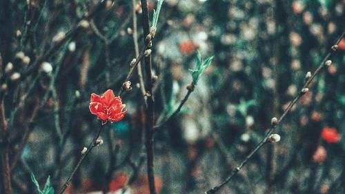 Close-up of red flowering plant against blurred background