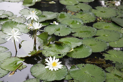 Close-up of lotus water lily in lake