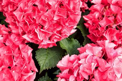 Close-up of pink flower