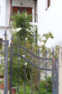 Plants growing outside building
