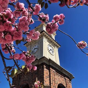 Low angle view of pink flowering tree against sky