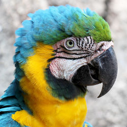 Square close-up portrait of blue-and-gold macaw - ara ararauna.