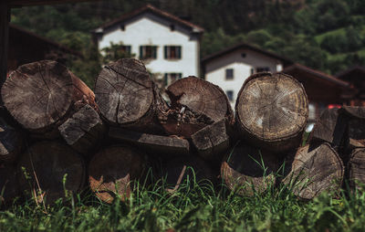 Close-up of logs in field