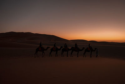 Bedouin leads caravan of camels with tourists through the sand in desert