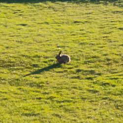 Bird on field