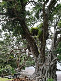 Trees in park against sky