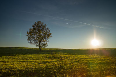 Scenic view of field against clear sky