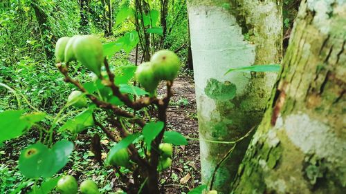 Trees growing in forest