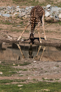 View of a giraffe drinking water from a pond
