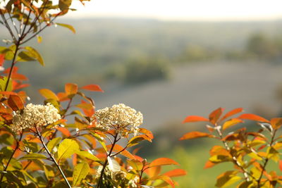 Close-up of flowers blooming against sky