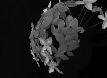 Close-up of flowers blooming against black background