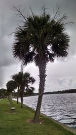 Palm trees by plants against sky