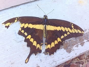 Butterfly on leaf