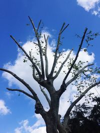 Low angle view of bare tree against blue sky