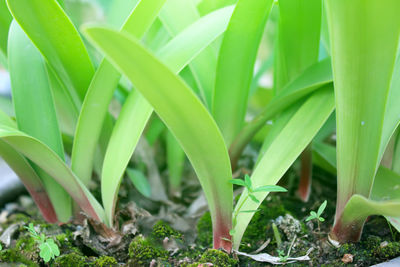 Close-up of fresh green plant in field