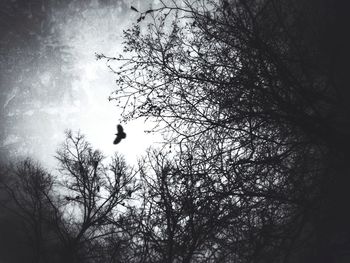 Low angle view of bare trees against sky