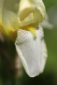 Close-up of white flowering plant