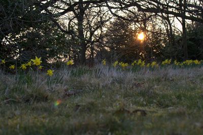 Sun shining through trees on field