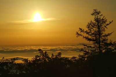 Silhouette trees against sky during sunset