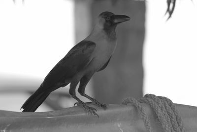 Close-up of bird perching outdoors