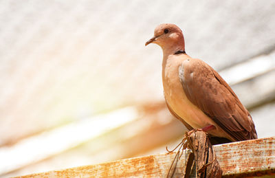 Close-up of bird perching on wood