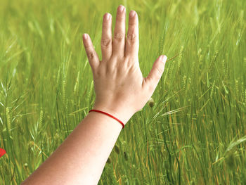 Cropped hand showing stop gesture towards wheat plants on farm