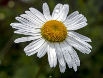 White chamomile with raindrops on its petals on a blurred natural background