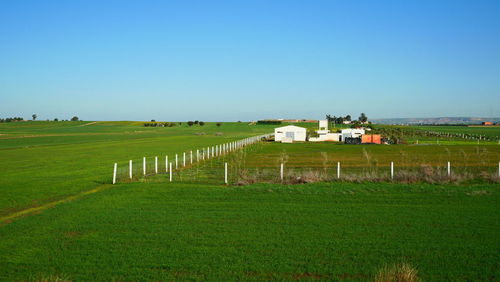 Scenic view of agricultural field against clear sky