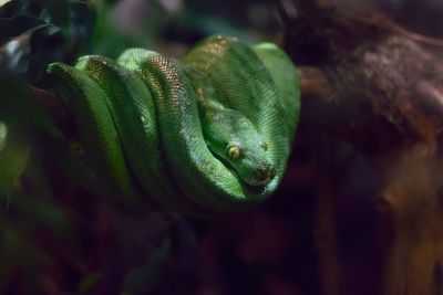 Close-up of green snake