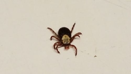 Close-up of spider on white background