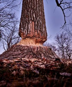 tree