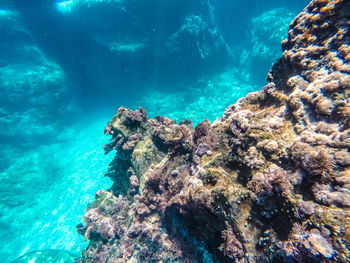 Low angle view of coral swimming in sea