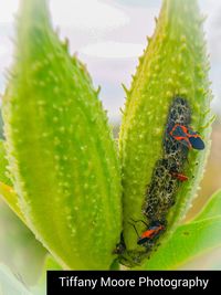 Close-up of caterpillar on plant