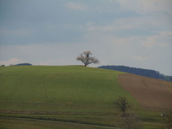 Scenic view of agricultural field against sky